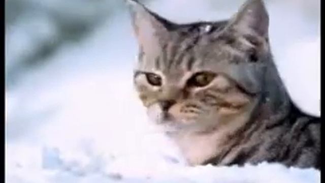 Whiskas3011