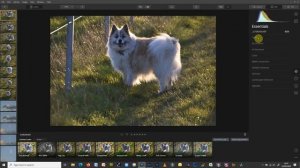 Luminar 4 Import Options