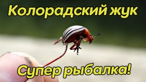 Насадили колорадского жука что тут началось! Одна за одной! Какая рыба ловится на колорадского жука.
