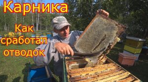 КАРНИКА! КАК СРАБОТАЛА на МЕДОСБОРЕ!!!  Был отводок, что стало!