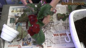 Валькирия пересадка Стрептокарпус.