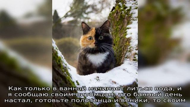 Страхи кошек: какие бывают?