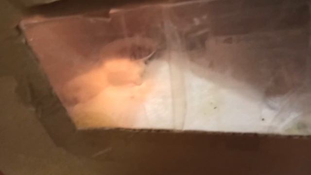 ПРОСТЕЙШИЙ БРУДЕР для цыплят // Не это ли БРУДЕР всех времён?.. // Как сделать брудер своими руками смотреть онлайн