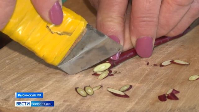 Жительница Ярославской области создает необычные оклады для икон смотреть онлайн