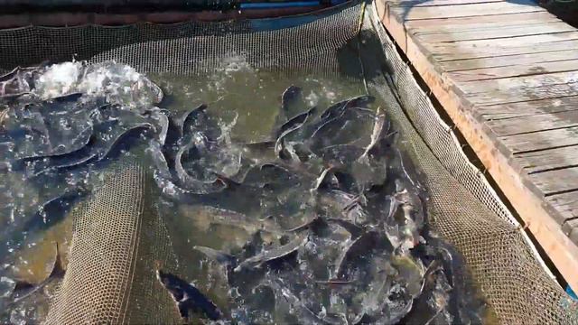 Запуск 150 кг осетра в усадьбе Золотые Караси смотреть онлайн