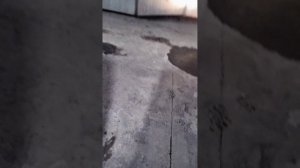 Рено Самсунг СМ-5. Совсем замёрзла при ночной температуре -25