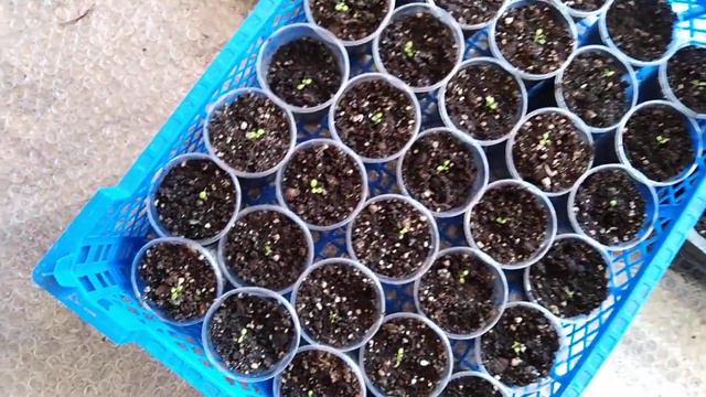 Петуния взошла смотреть онлайн