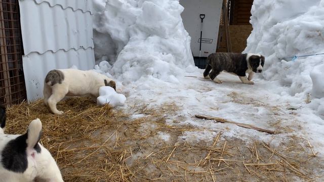 Ясельная группа «Кабачковая Икра»)Детки Батыя и Кабачка.БУЛЬДОЗЕРА,ТОПАЗА линии.САО.FCI.+7915778778 смотреть онлайн