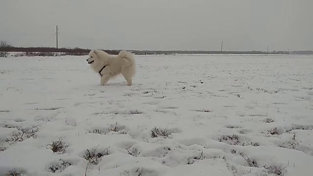 Самоедская собака или сибирская лайка не хочет приносить мяч )) смотреть онлайн