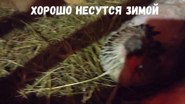 наши легбар - арауканы - курочки несущие цветное яйцо
