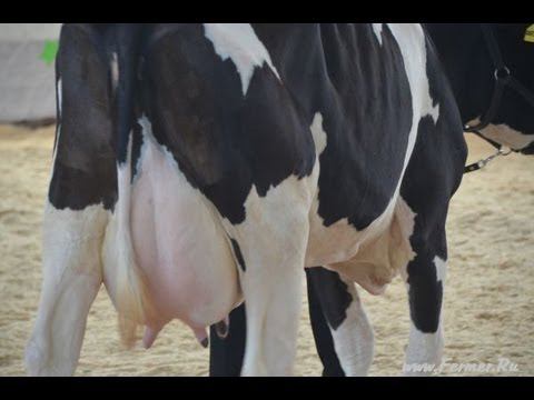 Выставка Звёзды Подмосковья Молочные коровы Шестая группа