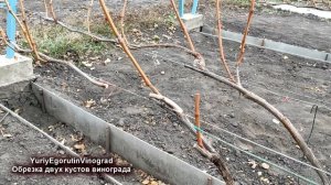 ? Вот КАК работает СУЧОК ЗАМЕЩЕНИЯ при ОБРЕЗКЕ ВИНОГРАДА. Полная обрезка 2х кустов за 15 минут.