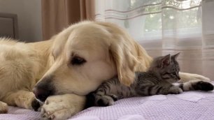 Животин 2022 Golden Retriever and Baby Kitten Become Friends