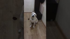Лабродор один дома) 9 месяцев