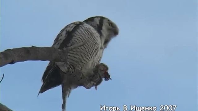ястребиная сова поедает полёвку
