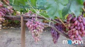 Виноград МАНИКЮР ФИНГЕР.