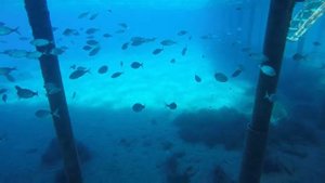 Bream under pier, Kefaluka Resort