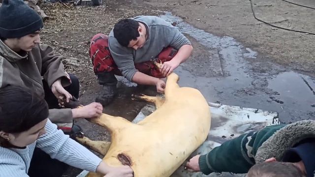 /Коптим гусей кур и сало/Разделка свиной туши для себя без топора/ Ветпрепараты по оптовым ценам/