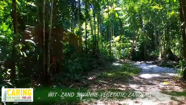 Savanne Video break смотреть онлайн