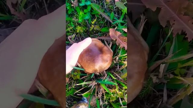 гигантский Масленок #mushroom #forest #autumn #грибы #осенниегрибы #лес #маслята #ноябрь смотреть онлайн