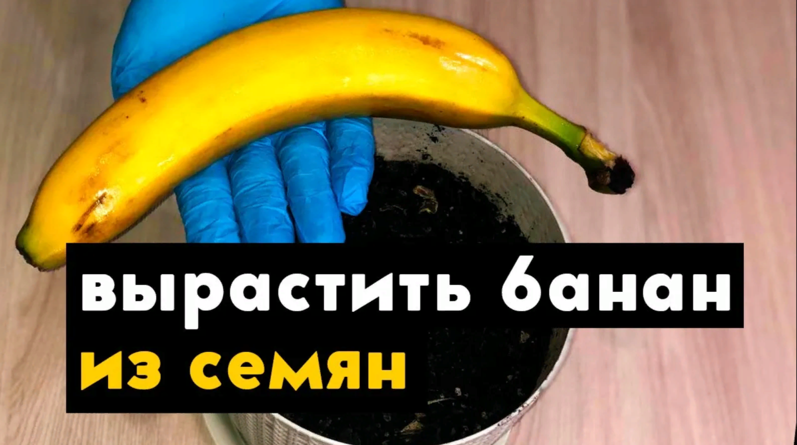 Как вырастить банан в домашних условиях из семян банана