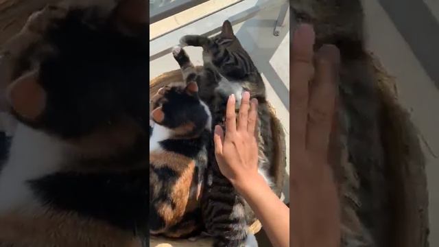 Китай. Кошачья семья. Толстый кот Руру целует кошечку Нянья. Приют Петербург смотреть онлайн