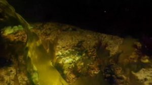 разнообразие растений водоросли