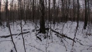 РУССКО -ЕВРОПЕЙСКАЯ ЛАЙКА ОХОТА1 день отпуска, часть1