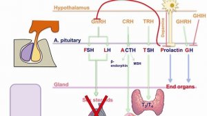 USMLE RX - 3.Эндокринная система - 5.Физиология - 9.Гормоны гипоталамо-гипофизарной системы