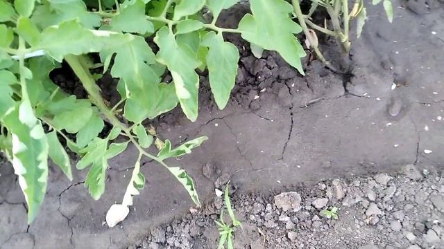 Важная подкормка помидор в период цветения и завязывания плодов.