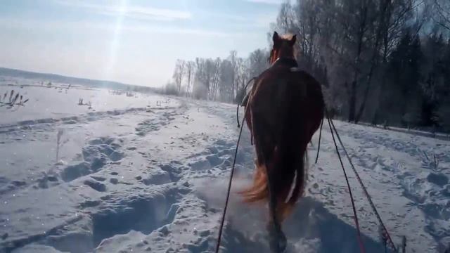 Заездка Люси в санки. Ещё рысь ) смотреть онлайн