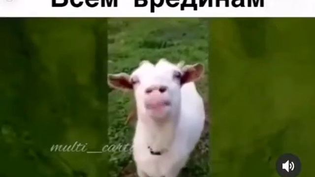 Жадина говядина смотреть онлайн