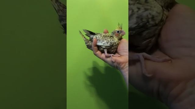 Окрасы Корелл. Щекастые Пёстрые и Перловые Корицы. Птенчики. смотреть онлайн