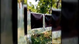 Кислый лаваш из сливы (тту лаваш, թթու լավաշ)