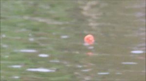 РОЩИНО рыбалка на озере ленинградская область nikon coolpix p500 super zoom Gopro3