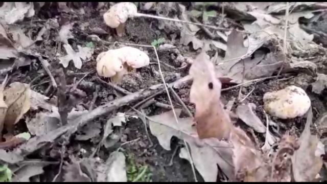 Ancora GALLETTI! - Cantharellus cibarius смотреть онлайн