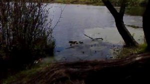 Утка с утятами на озере Киово