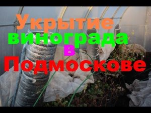 Укрытие винограда на зиму в Подмосковье