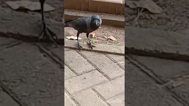 When I met a crow in park who thought I am dangerous and starts @BabyBusIN @kidstvindia @GMA смотреть онлайн
