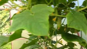 Обрезали по крылышку😏 Уже и днем приходят🦔  Сливаем бассейн💧🌿 Живем в своем доме на Кубани