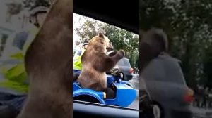 Медведь катается по городу на мотоцикле в люльке. И на людей смотрит и себя показывает | Юмор, шутк