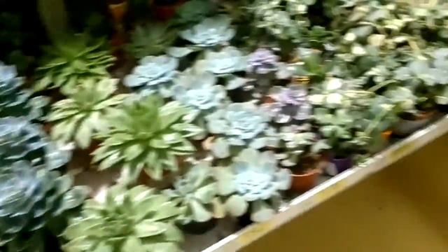 Флорариум или сад в бутылке. Сколько стоит сделать своими руками по ценам в АШАНЕ.