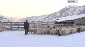 В РА создана новая порода коз - Алтайская белая пуховая