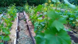 саженцы винограда выращиваю на высоких грядках.