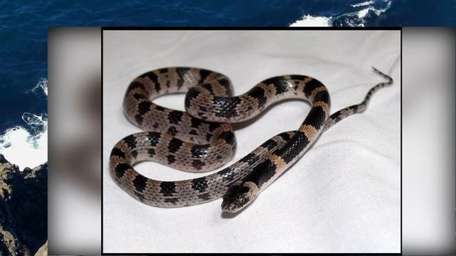 Остров Шикотан-кратко о нем! смотреть онлайн