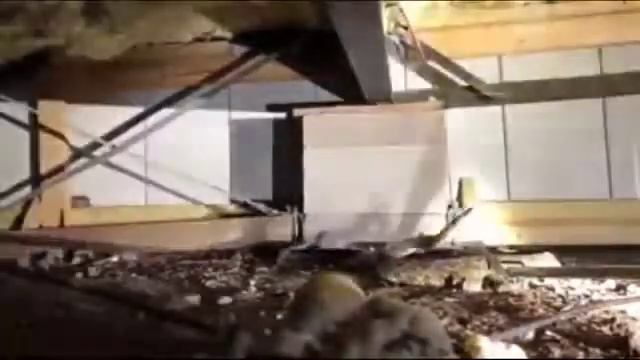 45 гремучих змей нашли под домом американца. смотреть онлайн