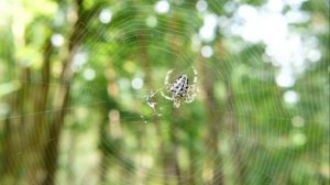 Красивая музыка .Осенние пейзажи.