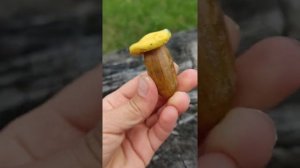 Поделки из природных материалов