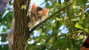 ?Выздоравливай скорей ? Музыкальная открытка?