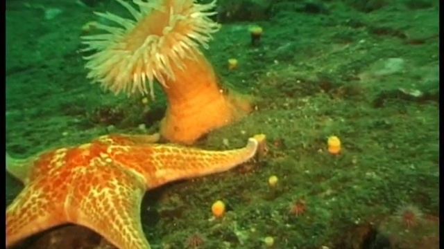 Swimming Anemone while diving Vancouver Island Canada смотреть онлайн